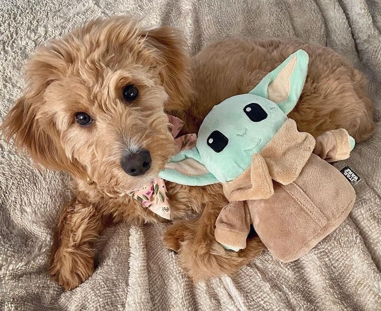 A Miniature Goldendoodle puppy with a stuffed toy