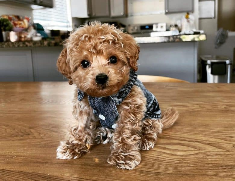 Goldendoodle Price How Much Will You Pay for this Low Shedding