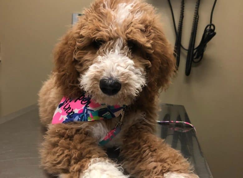 An F1B Goldendoodle at a veterinarian's clinic