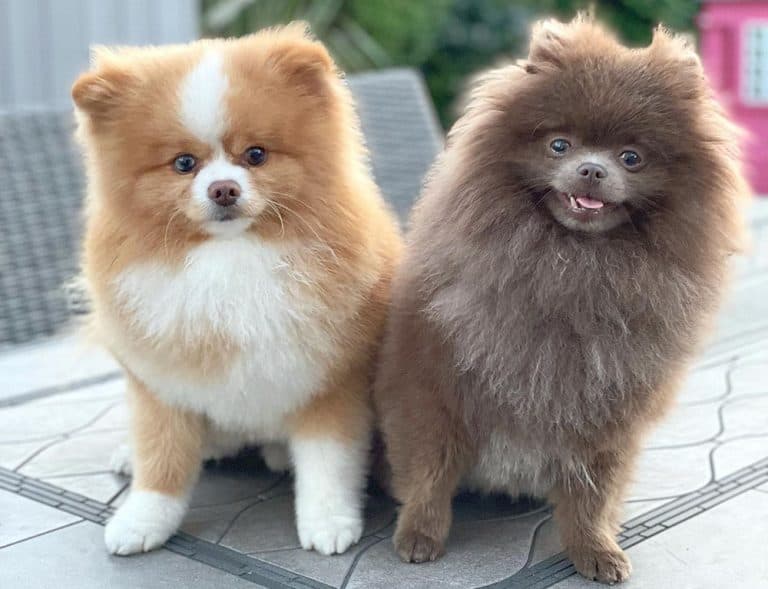 Types of Pomeranians 3 Different Types of Pomeranian Dogs K9 