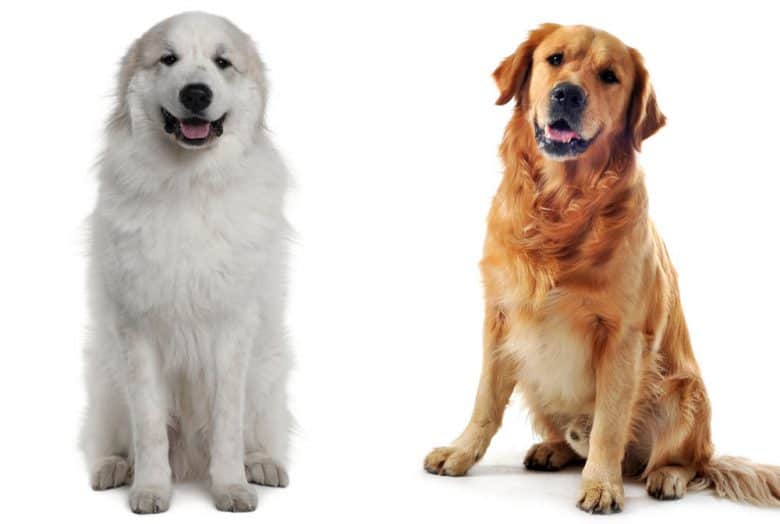 Great Pyrenees left vs Golden Retriever right