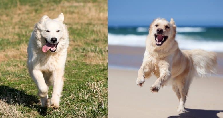 Great Pyrenees vs Golden Retriever running outdoor