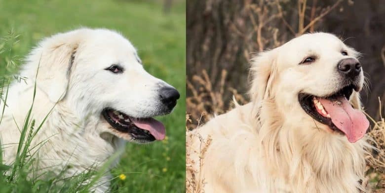 Great Pyrenees vs Golden Retriever side view portrait