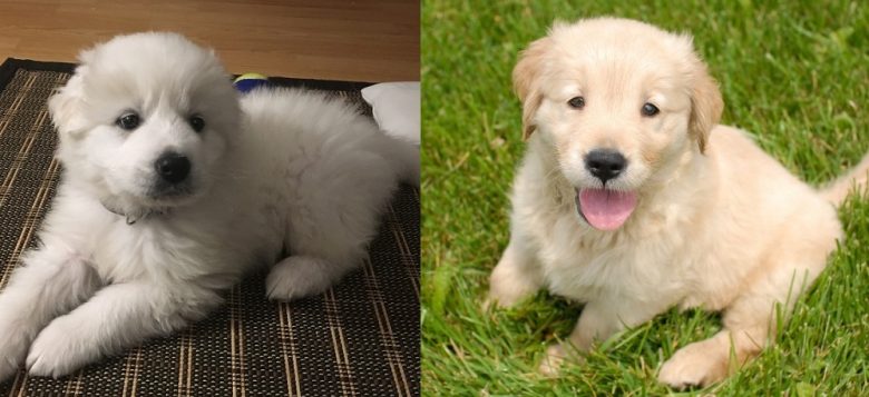 Great Pyrenees vs Golden Retriever puppy