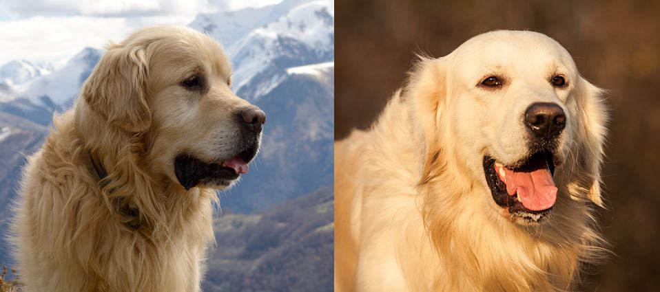 Great Pyrenees vs Golden Retriever close-up portrait