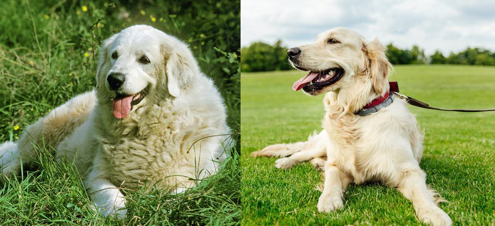 Happy portrait of Great Pyrenees vs Golden Retriever dog