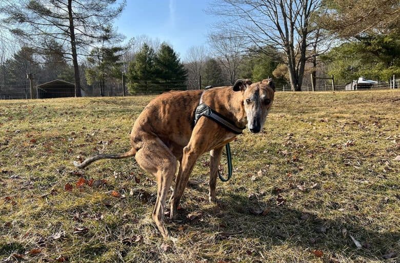 A Greyhound dog pooping outdoor