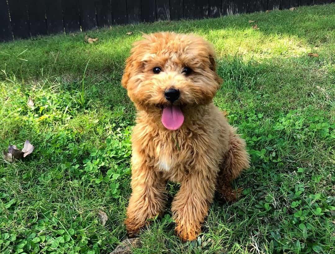 Goldendoodle Price How Much Will You Pay for a Goldendoodle Puppy