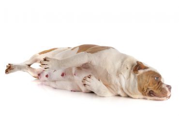 A pregnant American Bully dog lying on the floor