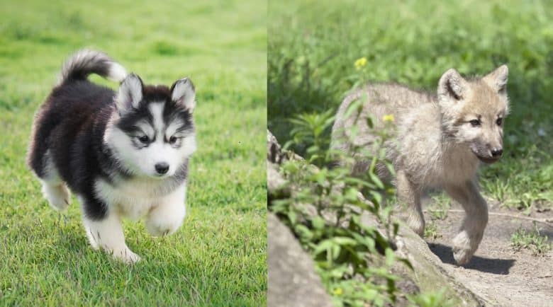 are husky related to wolf