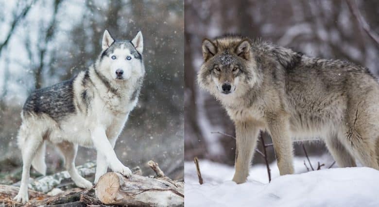 A Siberian Husky and a Wolf in the snow