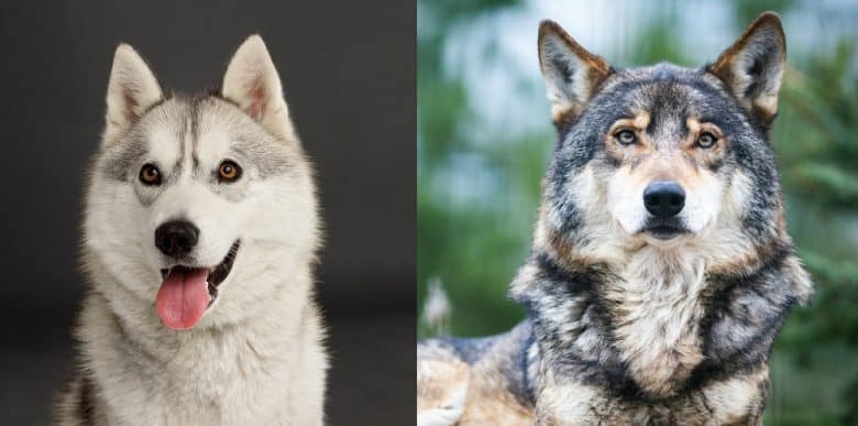 Head shots of the Siberian Husky and the Wolf
