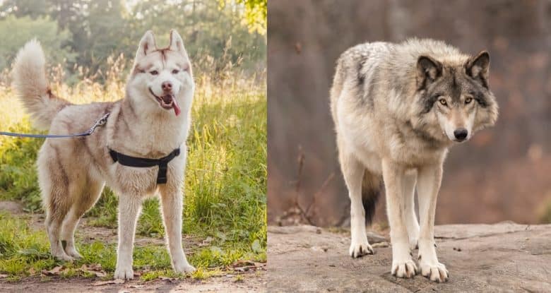 A Siberian Husky and a wolf standing outdoors