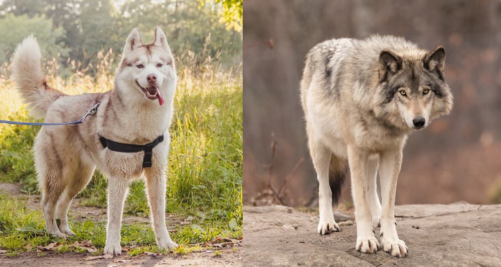 Husky vs Wolf Why Do Huskies Look Like Gray Wolves? K9 