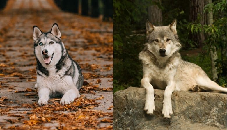 A Siberian Husky and a Wolf lying down outdoors