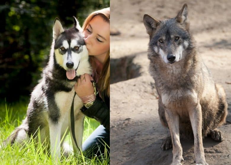 A Siberian Husky with a woman and a Wolf