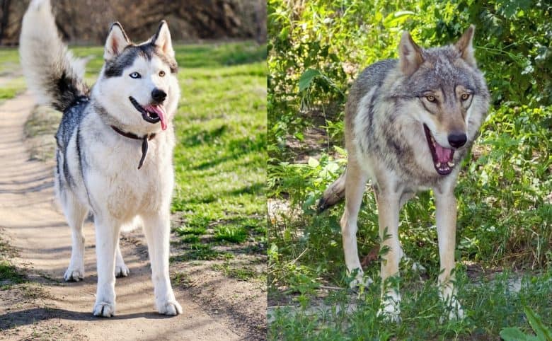 A Husky and a Wolf standing outdoors