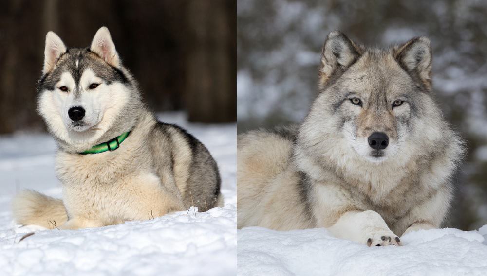 A Siberian Husky and a Wolf