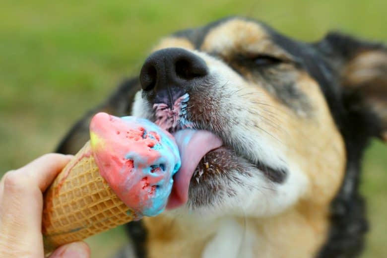 A dog licking ice cream on cone