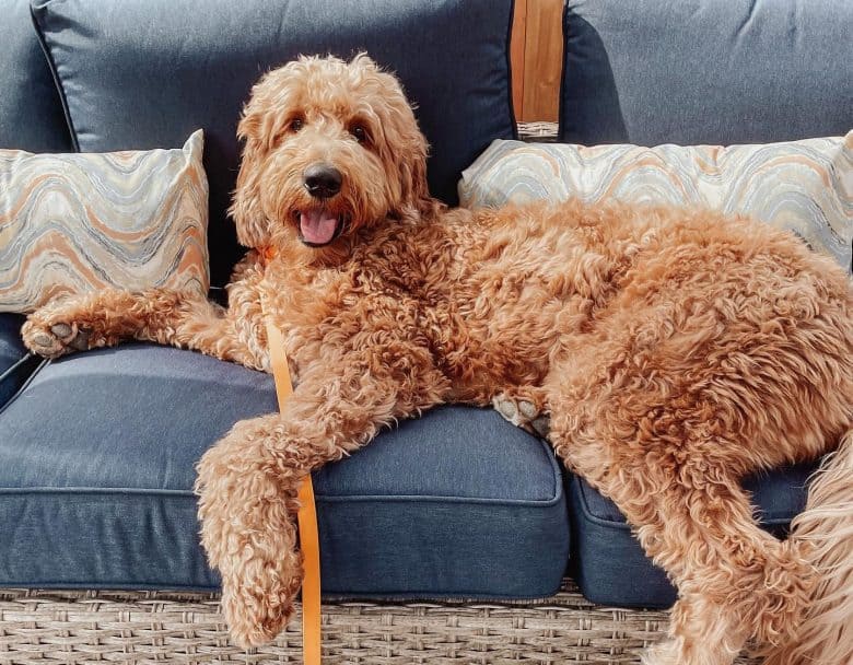A lazy Red Goldendoodle laying on the couch
