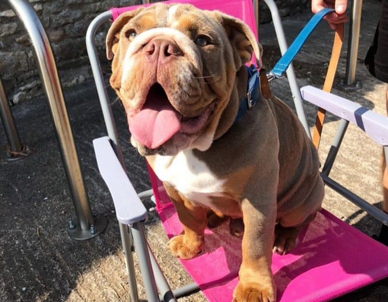 A huge Lilac English Bulldog