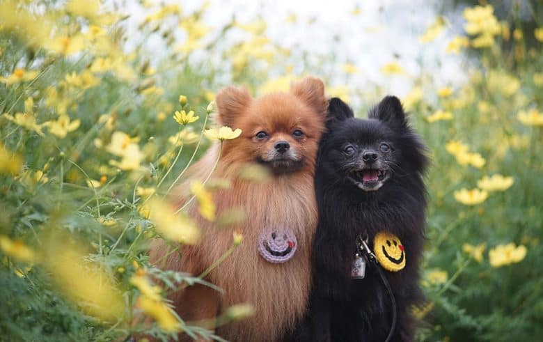 Two lovely orange and black Pomeranians
