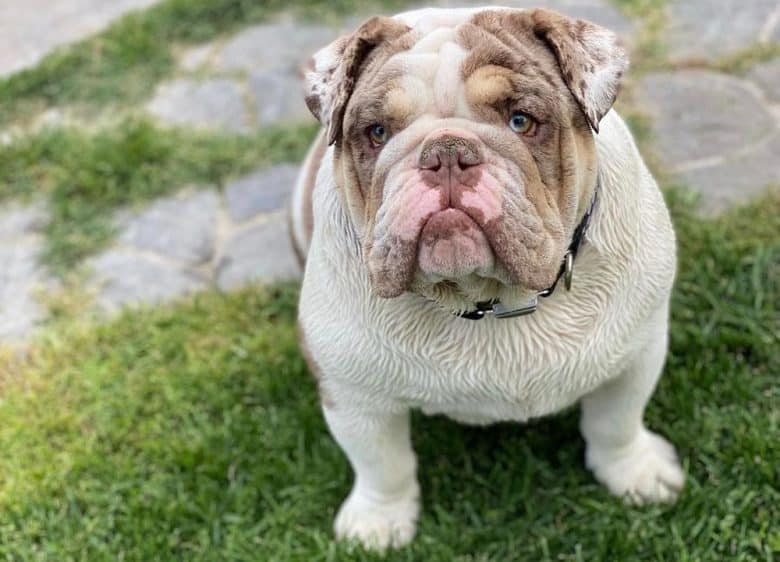 A Merle English Bulldog