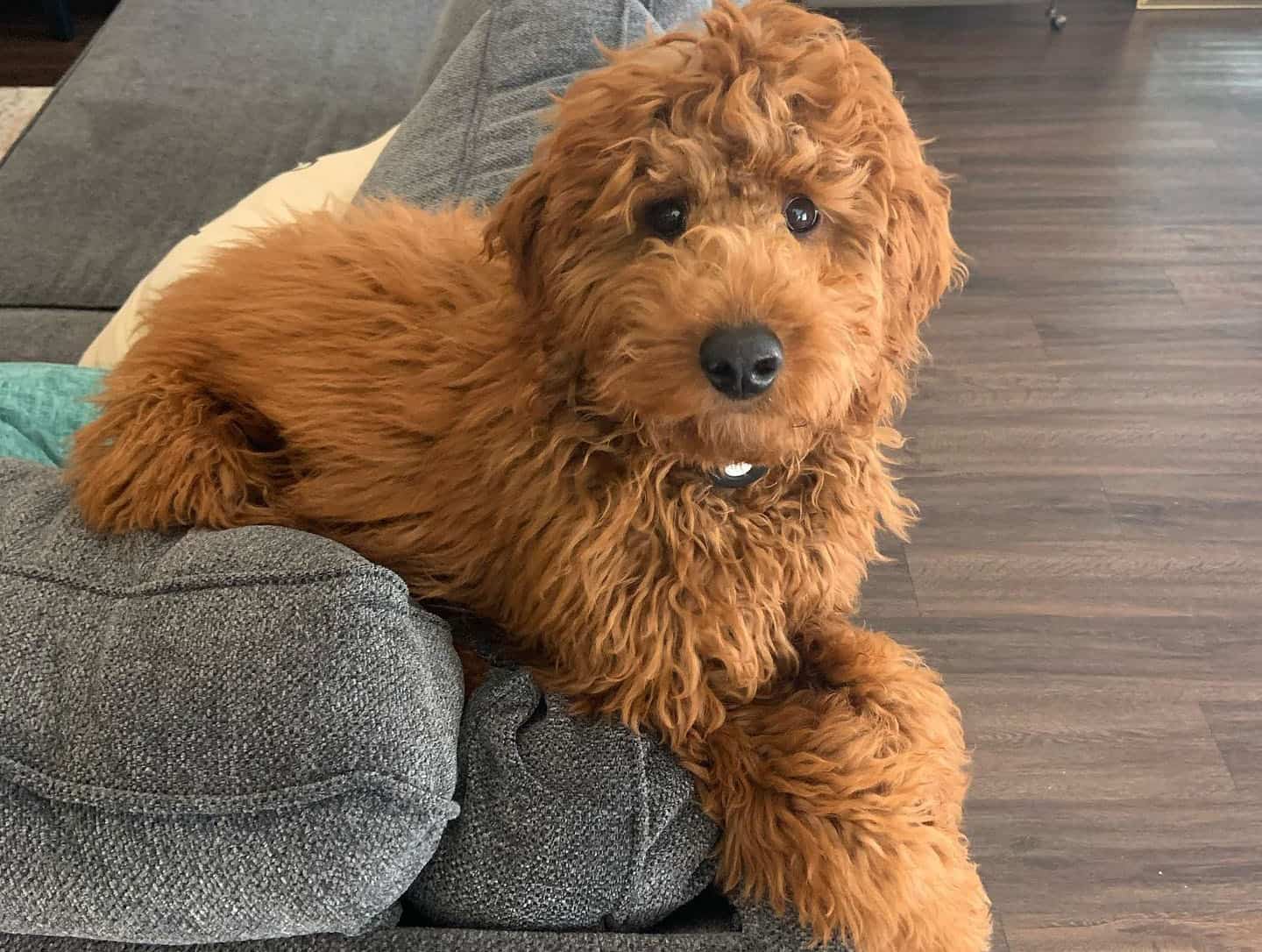A Mini Red Goldendoodle being lazy on the couch