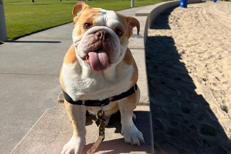 Miniature English Bulldog at the park