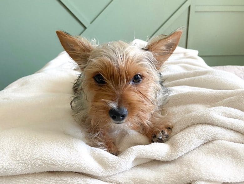 A pregnant Yorkshire Terrier in bed