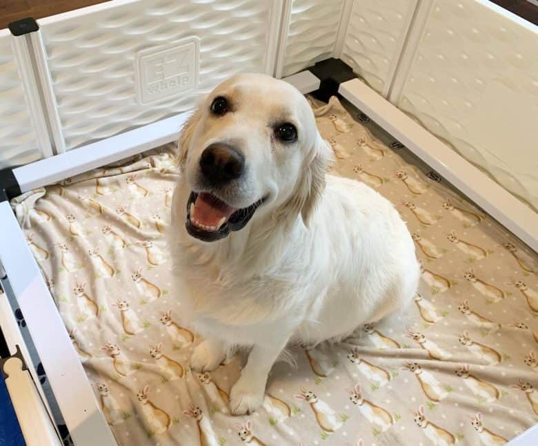 A pregnant Golden Retriever in a whelping box