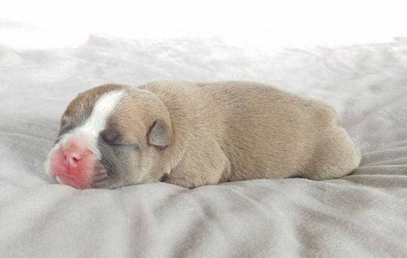 A newborn English Bulldog