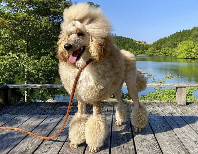 Standard Poodle Growth and Weight Chart (Male & Female) K9 