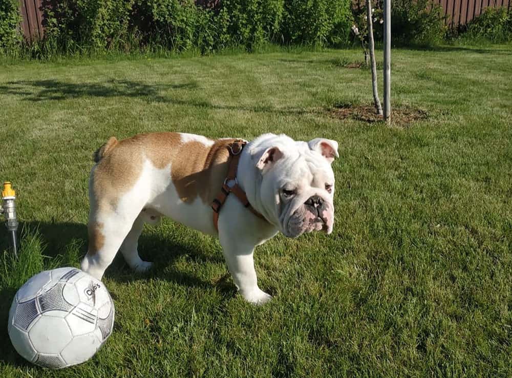 A Piebald English Bulldog playing ball outdoor
