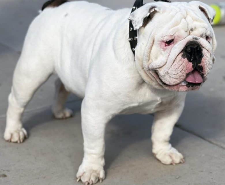 An English Bulldog with platinum color