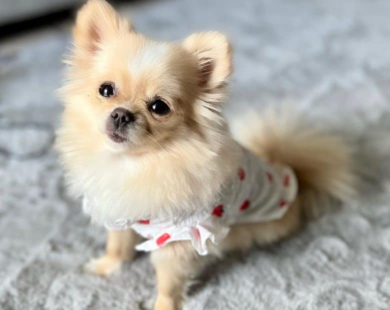 A Pomeranian Chihuahua mix wearing dress