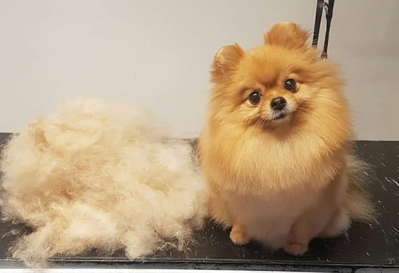 A Pomeranian in a grooming salon