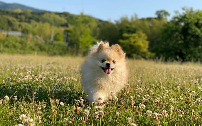 A Pomeranian playing on the meadow