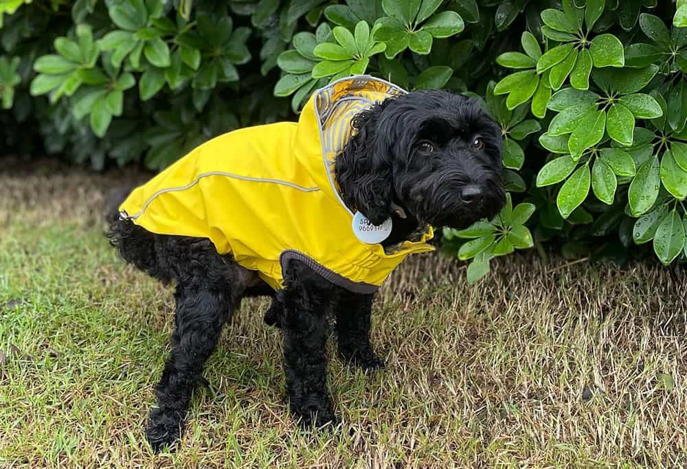 A pooping Schnoodle dog wearing a raincoat