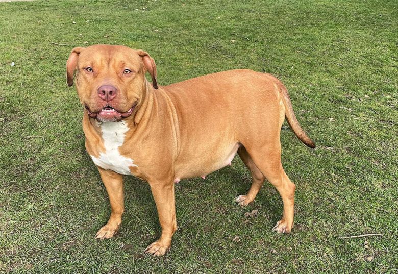 A pregnant dog standing on the grass