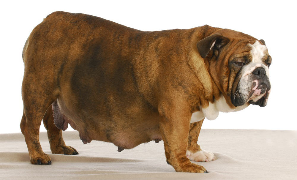A 59 days pregnant English Bulldog