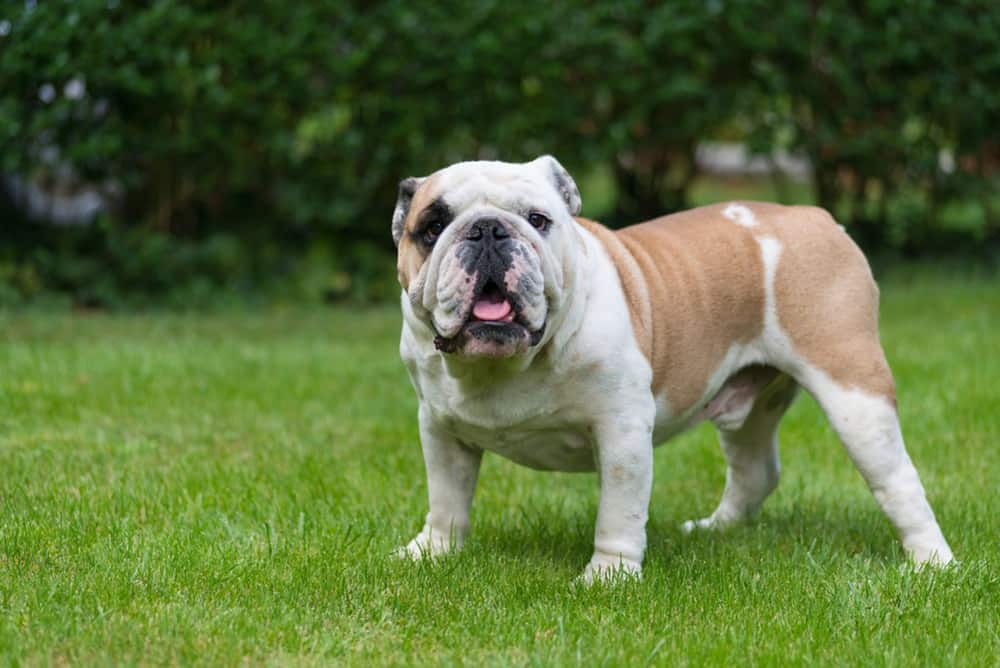 Purebred English Bulldog on the green lawn