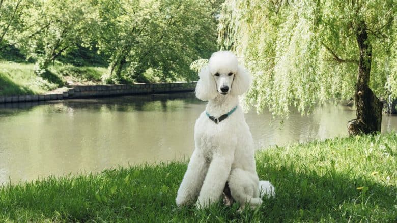 A purebred Standard White Poodle