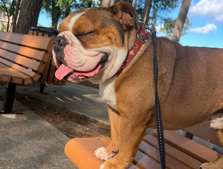A red and white coat English Bulldog