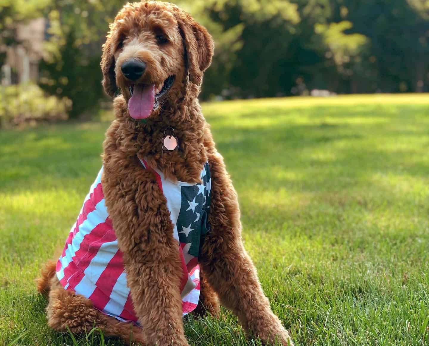 A Red Goldendoodle celebrates independence day