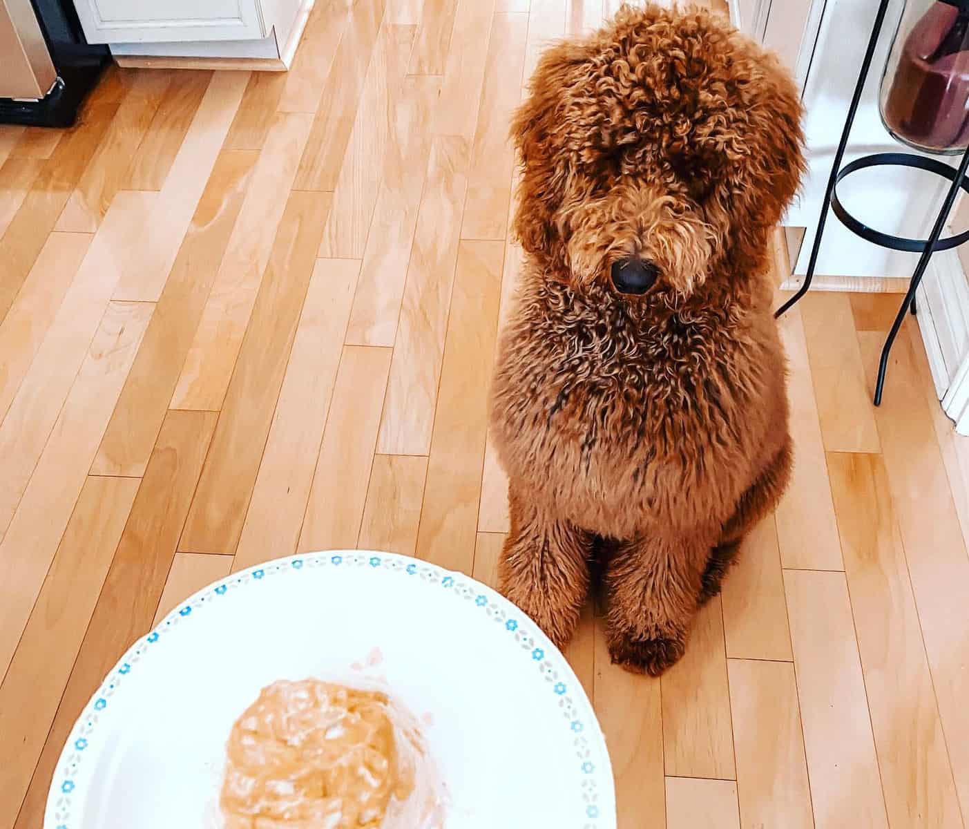 A Red Goldendoodle got a birthday treat