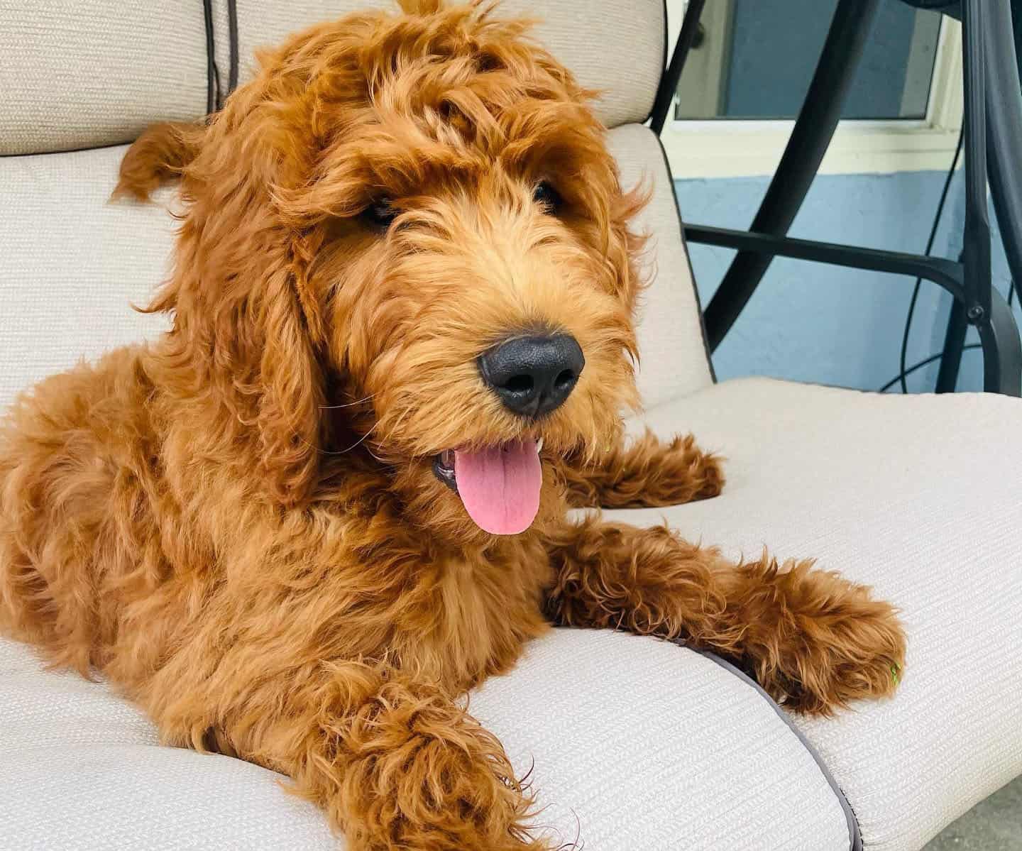 A Red Goldendoodle just chilling on the couch