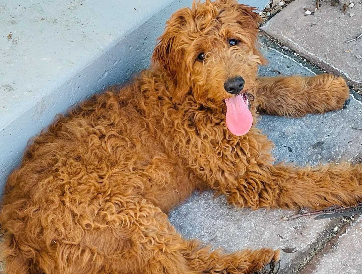 A Red Goldendoodle laying on the walkway