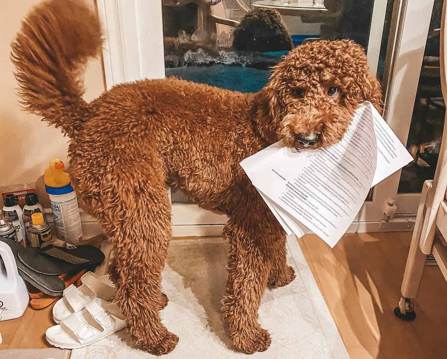 A Red Goldendoodle picking papers