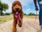 Red Goldendoodle Dog Breed: Pictures, Colors, Bark, Characteristics, and Diet